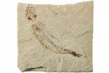 Cretaceous Fossil Fish - Lebanon #238354-1